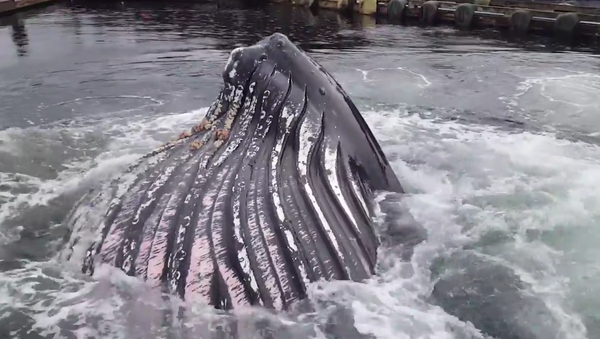 Грбави кит израња тик поред бродова усидрених у луци - Sputnik Србија