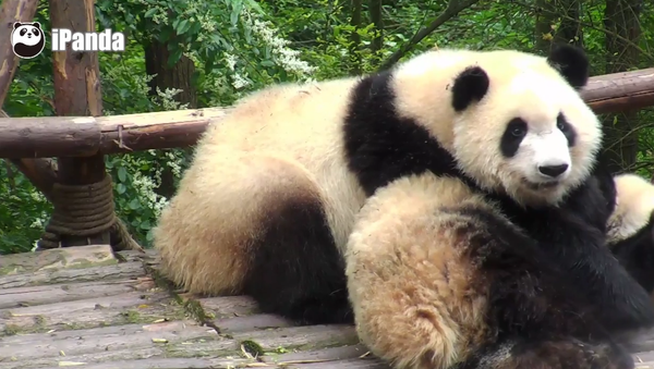 Who wants a panda wake-up call? - Sputnik Србија