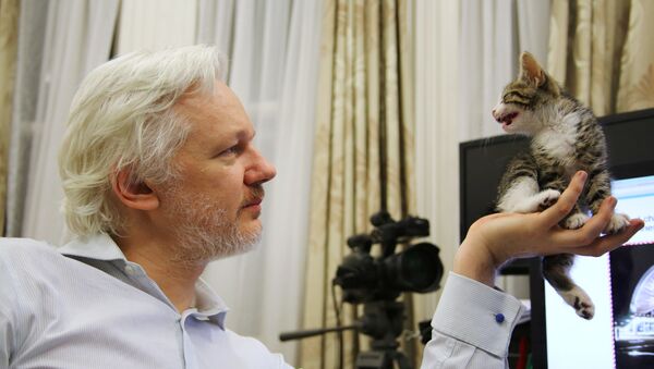 Oснивач Викиликса Џулијан Асанж са мачком у амбасади Еквадора у Лондону - Sputnik Србија