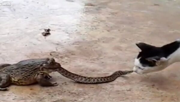 Cat's not sure what to make of snake in toads mouth - Sputnik Srbija