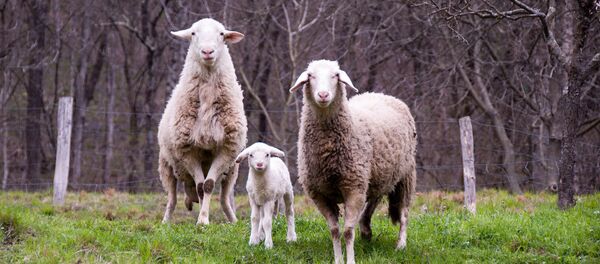 Овце - Sputnik Србија