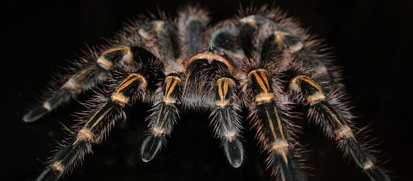 Pauk Pauk - Sputnik Srbija