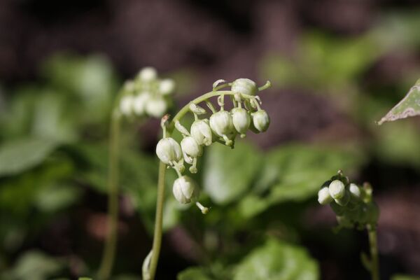 Tajne ruske medicine: Kako su se lečili stari Sloveni? Tajne ruske medicine: Kako su se lečili stari Sloveni? - Sputnik Srbija