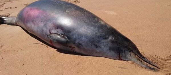 Kljunasti kit Kljunasti kit - Sputnik Srbija