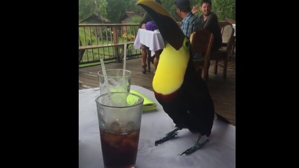 Sitting at a table with a Coca Cola drinking Toucan - Sputnik Srbija