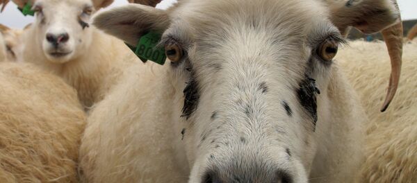 Ovca - Sputnik Srbija