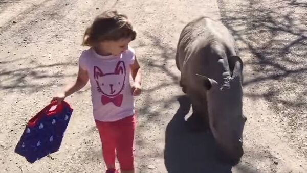 Девојчица у шетњи са малим белим носорогом - Sputnik Србија