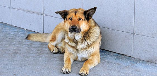 Руски хачико Руски хачико - Sputnik Србија