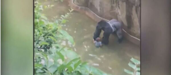 Горила - Sputnik Србија