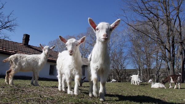 Фарма коза на Криму - Sputnik Србија