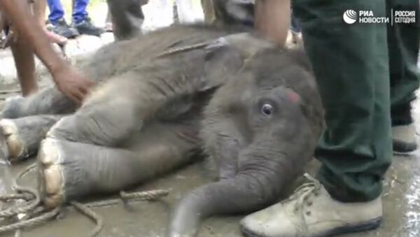 Spasavanje slona u Šri Lanki - Sputnik Srbija
