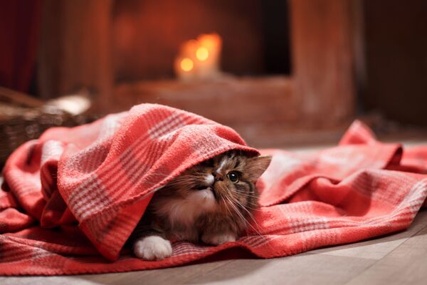 Onlajn kupovina: Najtraženiji računari, ali i stvari za kuću Onlajn kupovina: Najtraženiji računari, ali i stvari za kuću - Sputnik Srbija