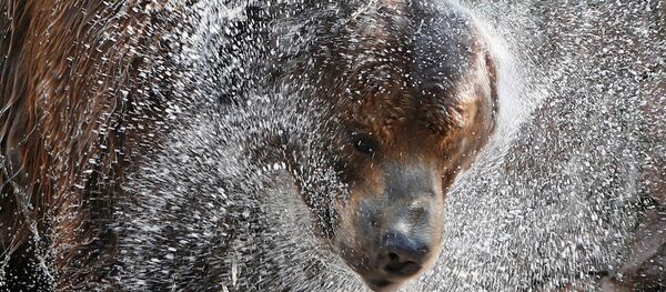 Медвед - симбол Русије - Sputnik Србија