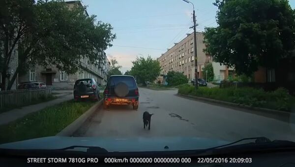 Dog Likes To Drink Vodka And Chase Parked Cars - Sputnik Srbija