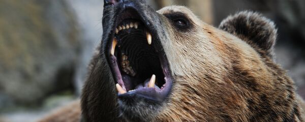 Medved - Sputnik Srbija