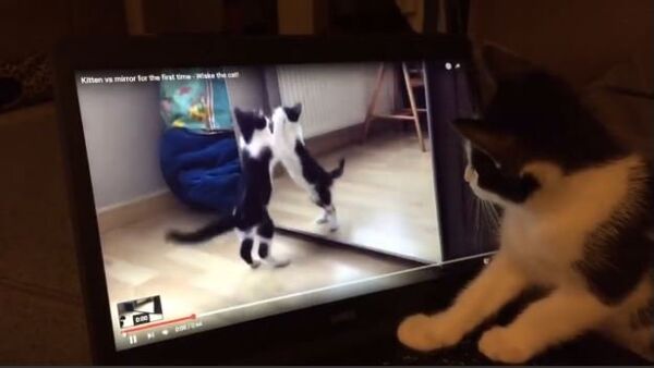 Confused Kitten Watches Video of Herself - Sputnik Србија