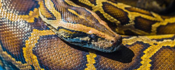 Краљевски питон - Sputnik Србија