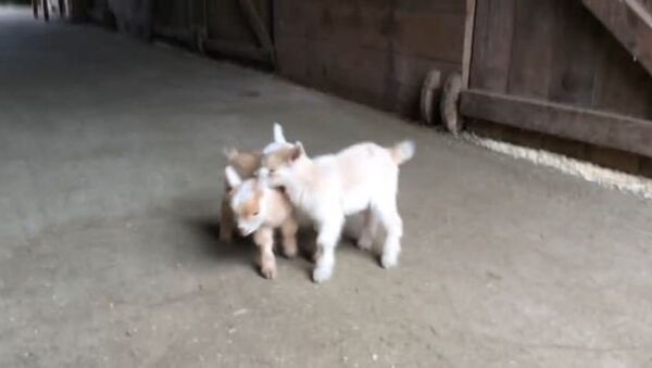 Goat Kids Torment Their Chicken Babysitter - Sputnik Srbija