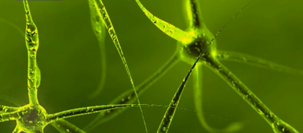 Neuron - Sputnik Srbija