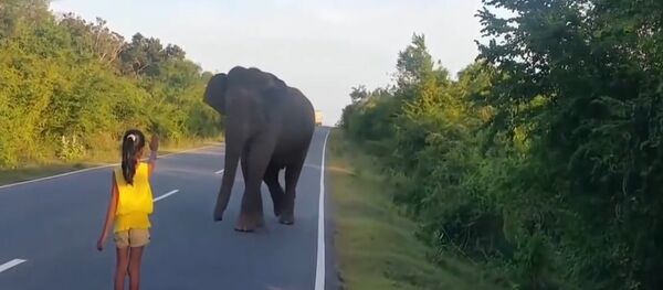 Little Girl Control Wild Elephant Little Girl Control Wild Elephant - Sputnik Srbija