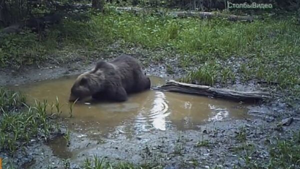 Medved u nacionalnom parku u Krasnojarsku - Sputnik Srbija
