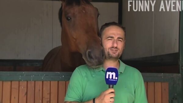 Horse Interrupts Reporter News Blooper - Sputnik Србија