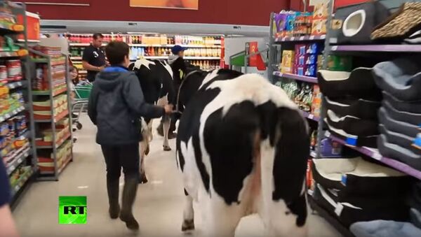 Краве у супермаркету - Sputnik Србија