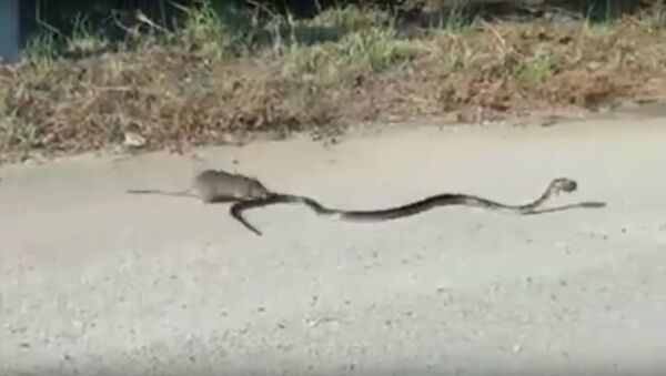 Rat Mom Saves Baby Rat From Snake | Rat vs Snake - Sputnik Srbija