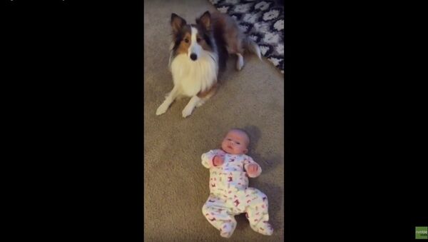 Dog teaches baby how to roll over - Sputnik Србија