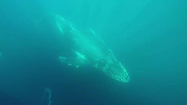 Beautiful Underwater Footage of Majestic Whales in Australia - Sputnik Srbija