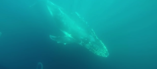 Beautiful Underwater Footage of Majestic Whales in Australia Beautiful Underwater Footage of Majestic Whales in Australia - Sputnik Србија