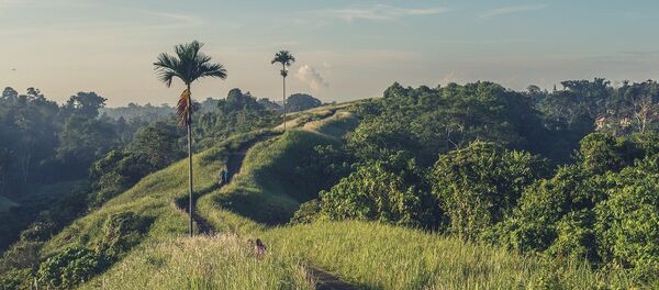 Džungla - Sputnik Srbija