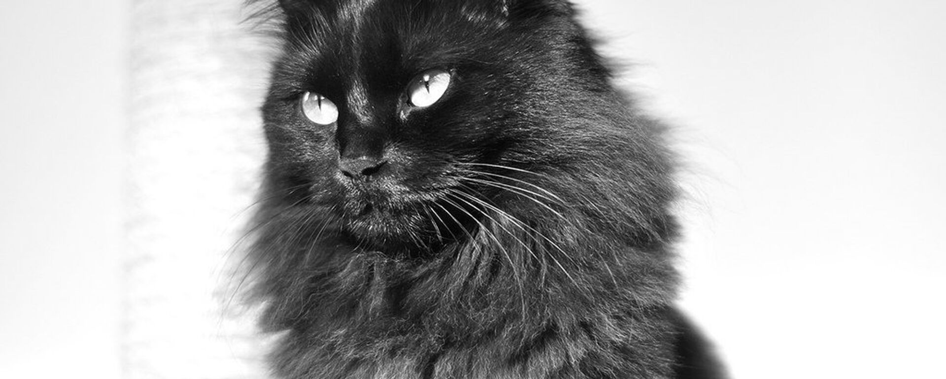 Mačor - Sputnik Srbija, 1920, 12.07.2016