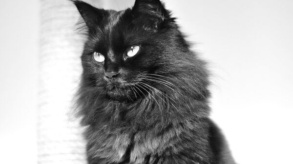 Mačor Mačor - Sputnik Srbija