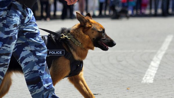 Policijski pas Kinološkog centra u Sevastopolju - Sputnik Srbija