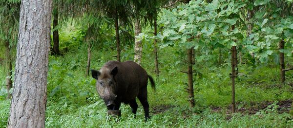 Svinja - Sputnik Srbija