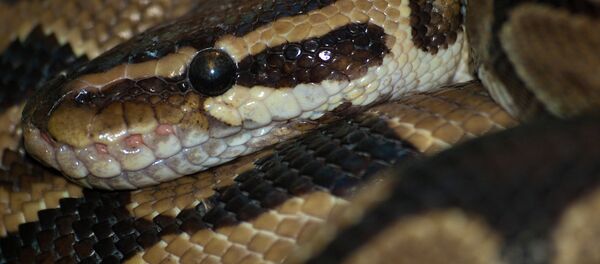 Краљевски питон у зоолошком врту Марвел. - Sputnik Србија