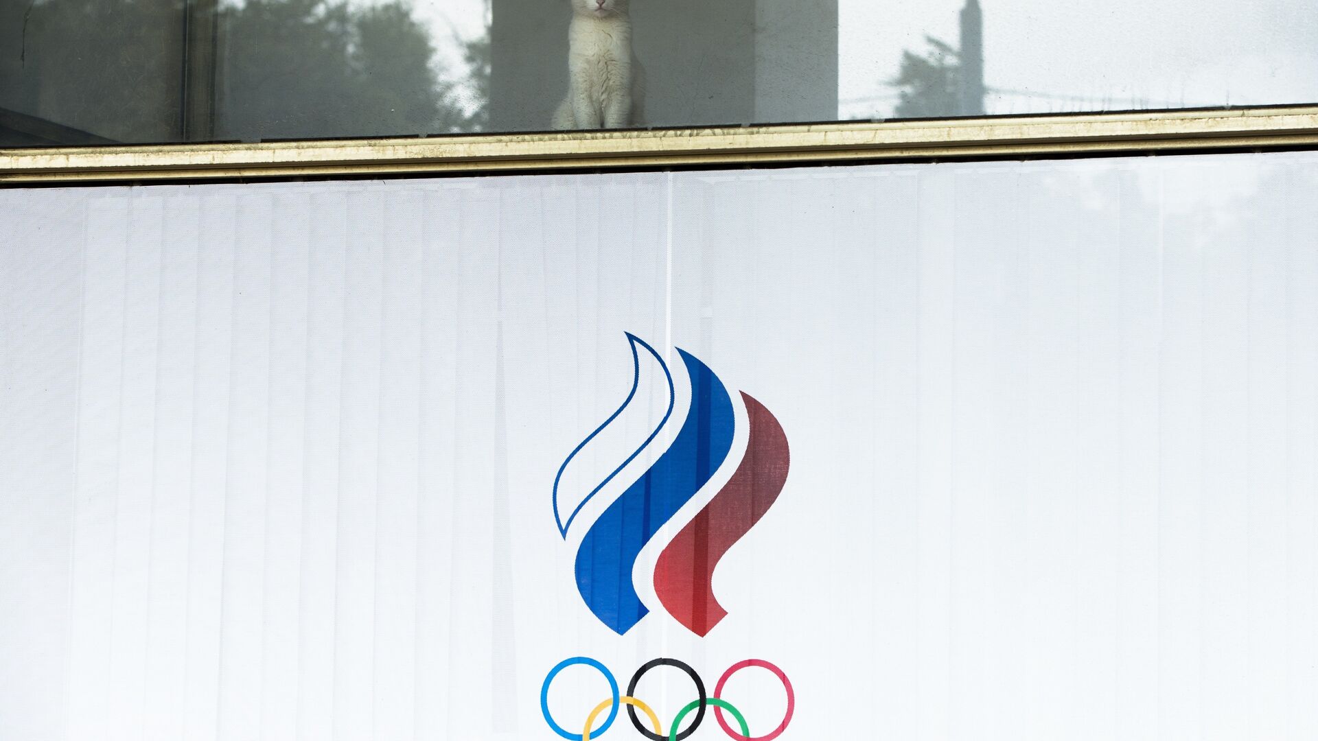 Мачка гледа кроз прозор зграде Руског олимпијског комитета. - Sputnik Србија, 1920, 17.07.2021