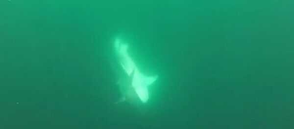 Tiger Shark vs. Hammerhead Shark - Sputnik Србија