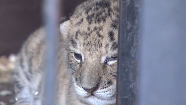 Tigon - prvo mladunče nastalo ukrštanjem lavice i tigra rođeno u Rusiji - Sputnik Srbija