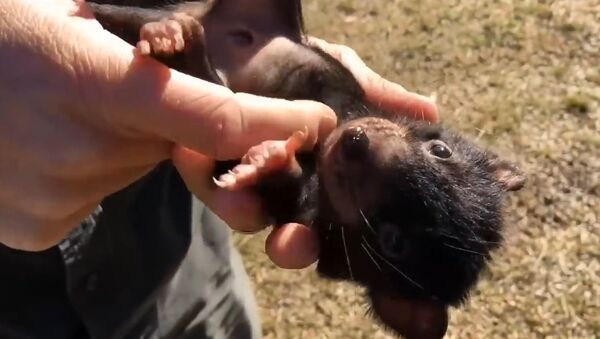 Mali slatki tasmanijski đavo uživa u češkanju i maženju - Sputnik Srbija