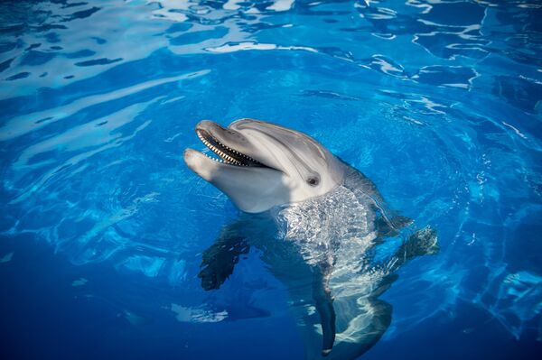 Koga se najviše boje ajkule? /foto/ Koga se najviše boje ajkule? /foto/ - Sputnik Srbija