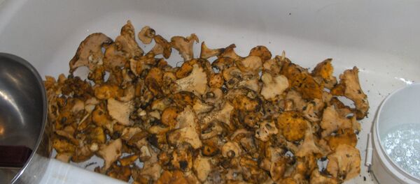 Печурке у кади - Sputnik Србија