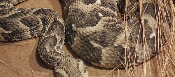 Афричка випера - Sputnik Србија