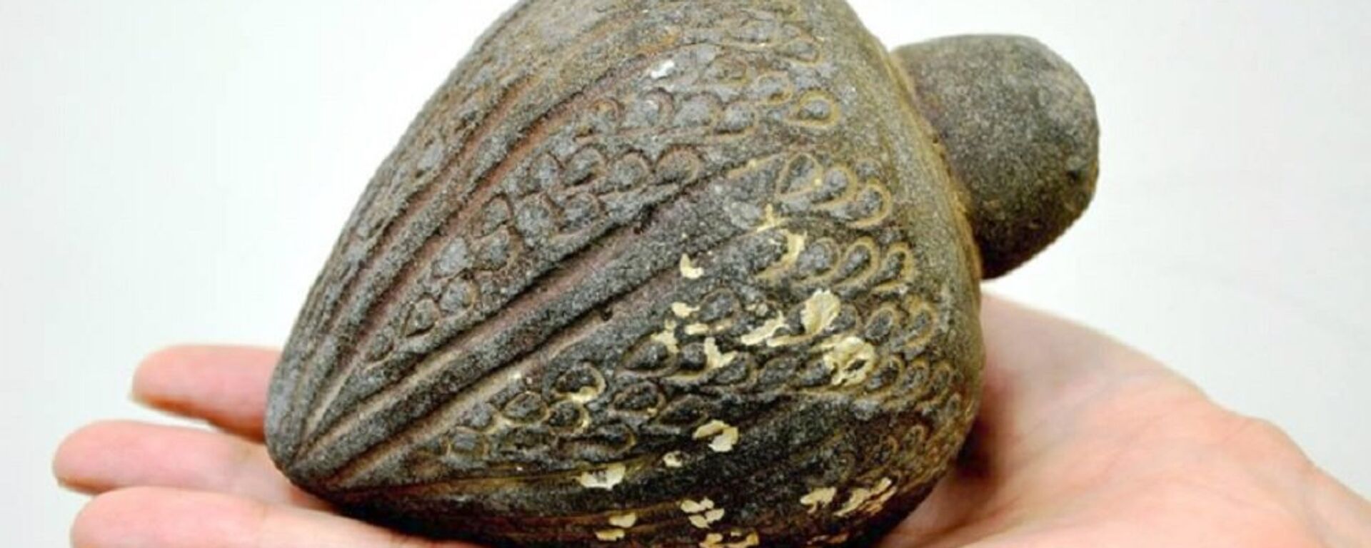 Ручна граната, један од артефаката пронађених у мору и предатих Израелској агенцији за антиквитете - Sputnik Србија, 1920, 27.08.2016