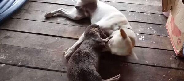 Pas i vidra - Sputnik Srbija