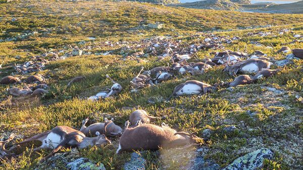 Мртви јелени у Норвешкој - Sputnik Србија
