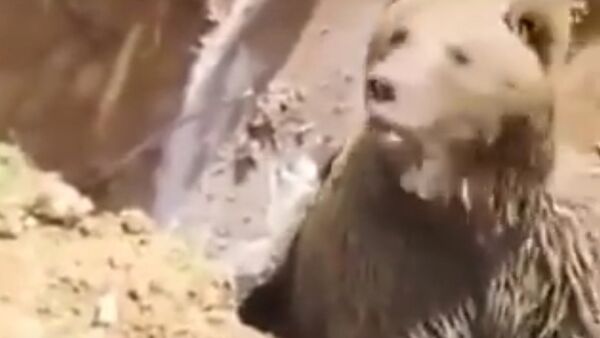 Bear rescued with a jackhammer - Sputnik Србија