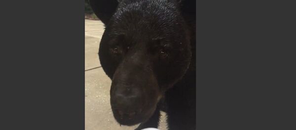 Face-to-Face With Monster Black Bear - Sputnik Србија