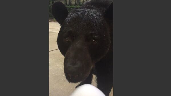Face-to-Face With Monster Black Bear - Sputnik Србија